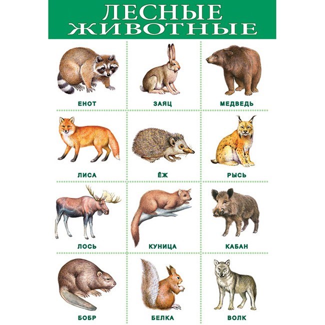 Плакат Лесные животные 1919 611-915