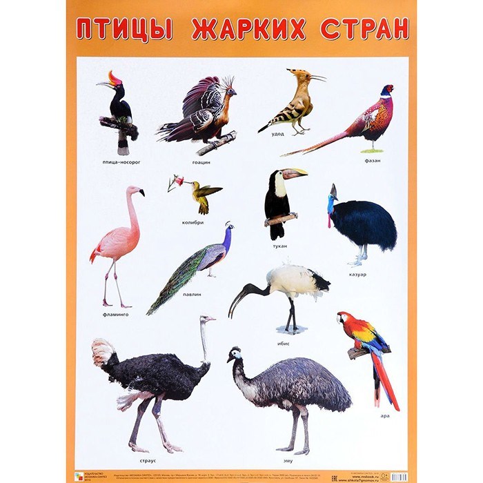 Плакат 978-5-43151-942-0 Птицы жарких стран 711-831