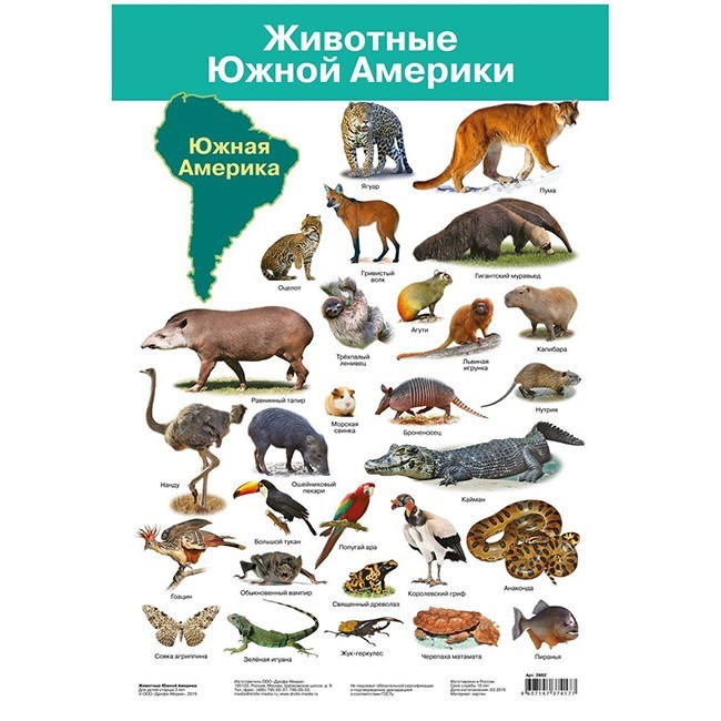Плакат Животные Южной Америки 2882 612-913