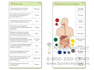 Комплект карточек (10) Человек 2004366506
