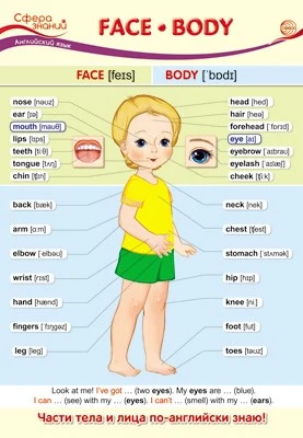 ПО-13438 Плакат А3. Английский язык в 1 классе. Face. Body 614745029