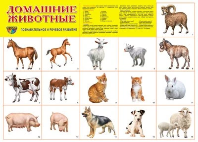 Демонстрационный плакат СУПЕР А2 Домашние животные 991739492