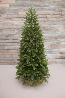 Triumph Tree Ель Уэльская 230 см. зеленая - 73557 1092398446
