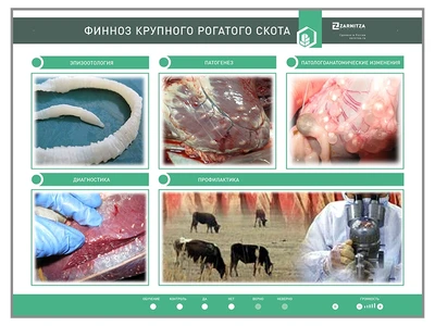 Электрифицированный стенд "Финноз крупного рогатого скота" Zarnitza 1660922905