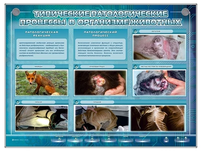 Интерактивный стенд "Типические патологические процессы в организме животных" Zarnitza 1492005232