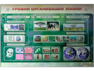 Электрифицированный стенд "Уровни организации жизни" Zarnitza 211299575