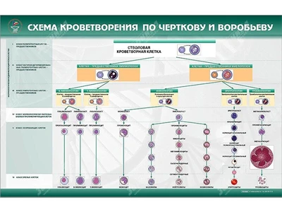 Стенд "Схема кроветворения по Черткову и Воробьеву" Zarnitza 962969539