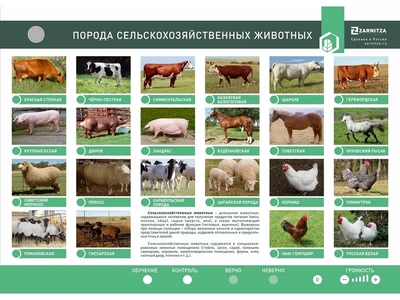 Электрифицированный стенд "Порода сельскохозяйственных животных" Zarnitza 229366777