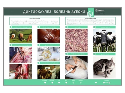 Электрифицированный стенд «Диктиокаулез. Болезнь Ауески» Zarnitza 2095702217
