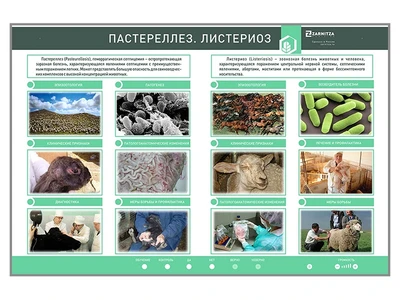 Электрифицированный стенд "Пастереллез. Листериоз" Zarnitza 1696214097