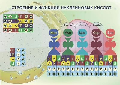 Магнитный плакат "Строение и функции нуклеиновых кислот" 991509540