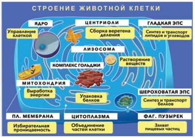 Светящиеся колеса передние 120 мм (2 шт.) 120х30 мм под модель Maxi Голубые 324360572