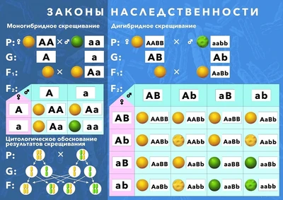 Магнитный плакат "Законы наследственности" 1847009876