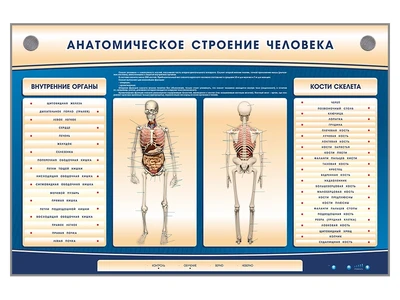 Электрифицированный стенд-тренажер c макетом скелета Zarnitza "Анатомическое строение человека" 1785012959