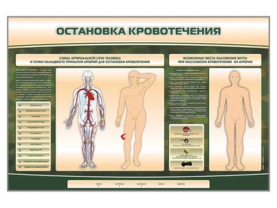 Электрифицированный стенд-тренажер Zarnitza "Остановка кровотечения" 1706049480