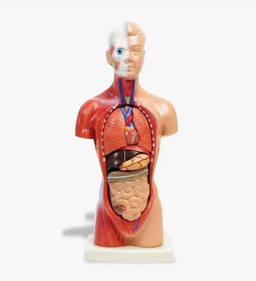 Модель объемная "Торс человека, бесполая" (42 см, разборная на 18 эл.) 987015905