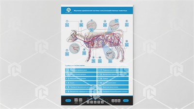 Стенд-планшет светодинамический "Изучение кровеносной системы сельскохозяйственных животных" со сменными панелями 1801817133