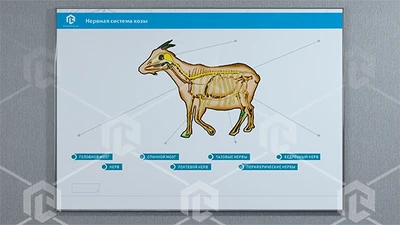 Стенд-планшет светодинамический "Изучение нервной системы сельскохозяйственных животных" со сменными панелями 94764712