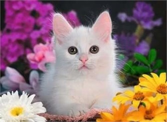Пазл Ravensburger блестящий кот 144225949
