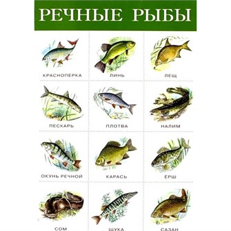 Плакат Речные рыбы 2165 612-118