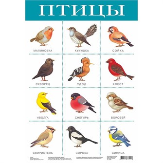 Плакат Птицы 2088 611-921