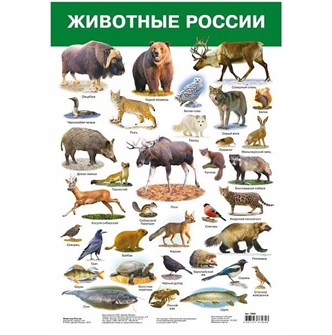 Плакат Животные России 2986 611-912