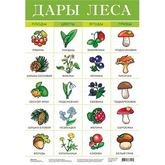 Плакат Дары леса 2093 611-908