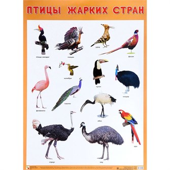 Плакат 978-5-43151-942-0 Птицы жарких стран 711-831