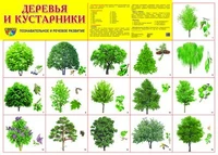 Демонстрационный плакат СУПЕР А2 Деревья и кустарники 1329265117