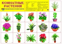 Демонстрационный плакат СУПЕР А2 Комнатные растения 1289643448