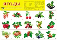 Демонстрационный плакат СУПЕР А2 Ягоды 1859608227