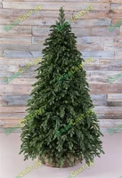 Triumph Tree Ель Царская 230 см. - 73675 803694390