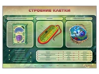 Электрифицированный стенд "Строение клетки" Zarnitza 1826077362