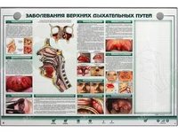 Интерактивный электрифицированный стенд "Заболевания верхних дыхательных путей" с натурными образцами Zarnitza 265555388