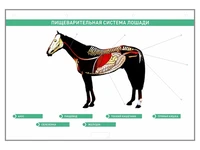 Электрифицированный стенд "Пищеварительная система сельскохозяйственных животных" со сменными фолиями Zarnitza 448566508