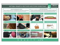 Электрифицированный стенд «Методы общей и местной анестезии» Zarnitza 198873045