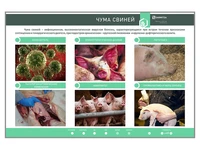 Электрифицированный стенд "Чума свиней" Zarnitza 1320056833