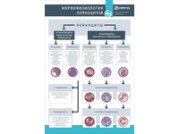 Информационный стенд "Морфофизиология лейкоцитов" Zarnitza 335186697