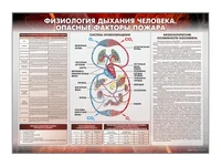 Стенд "Физиология дыхания человека. Опасные факторы пожара" Zarnitza 792628343