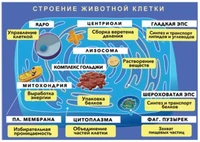 Светящиеся колеса передние 120 мм (2 шт.) 120х30 мм под модель Maxi Голубые 324360572