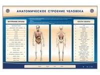 Электрифицированный стенд-тренажер c макетом скелета Zarnitza "Анатомическое строение человека" 1785012959