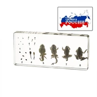 Модель в прозрачном пластике "Развитие лягушки" 586485450