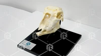 Макет анатомический - реалистичный «Череп домашней овцы (Ovis aries)» в масштабе 1:1 2000691085