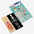 Игра Магнитные истории Анатомия 03820 634-694
