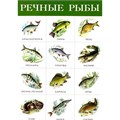 Плакат Речные рыбы 2165 612-118