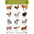 Плакат Домашние животные 1918 611-909