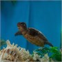 Игрушка "Черепаха с черепашонком" (15 см, 5 см) коллекция "Magic Ocean" 2120335961