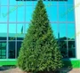 Green Trees Ель Финская Премиум 5.0 м. хвоя РЕ+PVC - ЕФП-5.0РP 1203540799