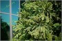 Green Trees Ель Финская Премиум 5.0 м. хвоя РЕ+PVC - ЕФП-5.0РP 1203540799