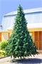 Green Trees Высокая Сосна Рублевская 7.5 м. хвоя леска - СР-750Л 583463214